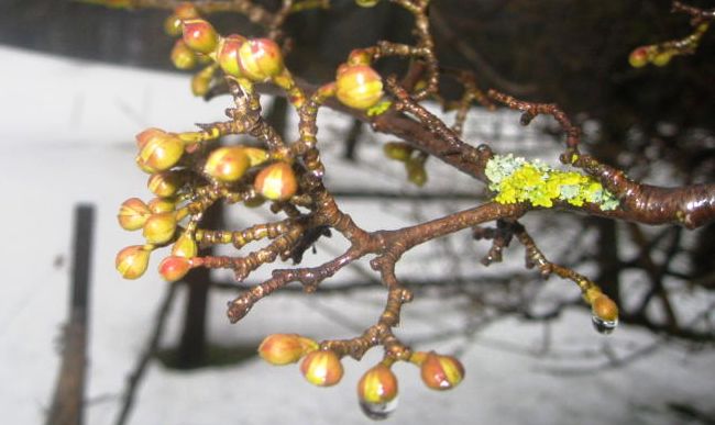 Datei:650px-Weanerhäusldirndl-Knospen09.jpg