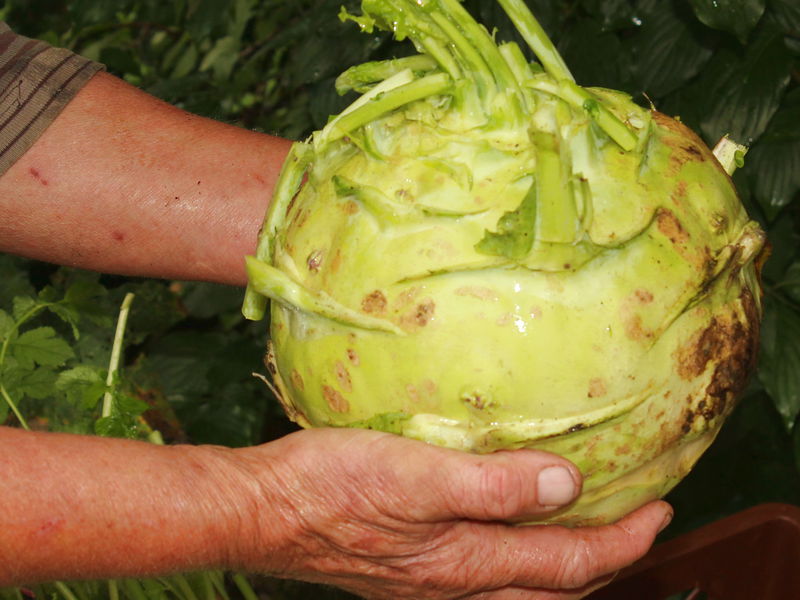 Datei:SG gr Kohlrabi.jpg