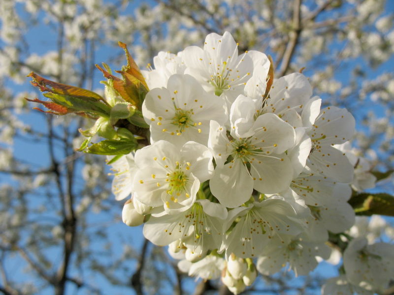 Datei:Birnenblütenbündel.jpg