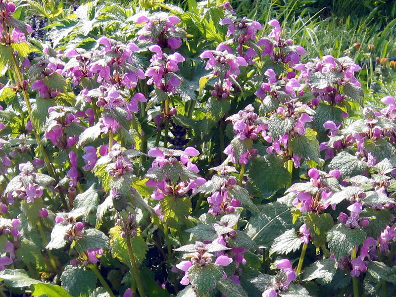 Datei:SG Taubnessel.jpg