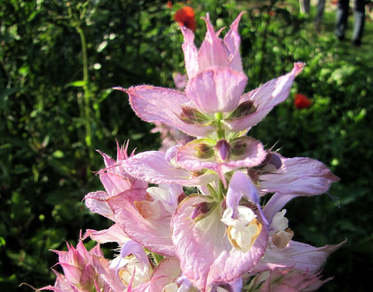 Datei:SG Blüte Muskatellersalbei.jpg