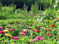 SG Nutzgarten Blumen.jpg
