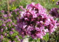 SG Dostblüte.jpg