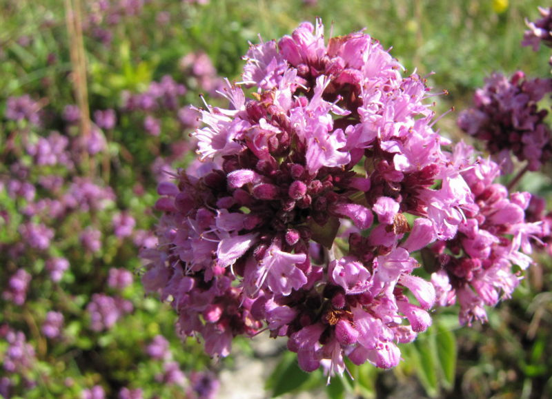 Datei:SG Dostblüte.jpg
