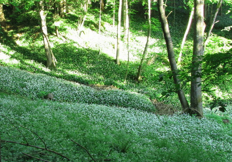 Datei:Bärlauchwald Gaisbühel.jpg