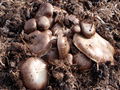 SG braune Champignons.jpg