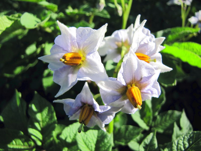 Datei:SG Erdäpfel-Blüte.jpg