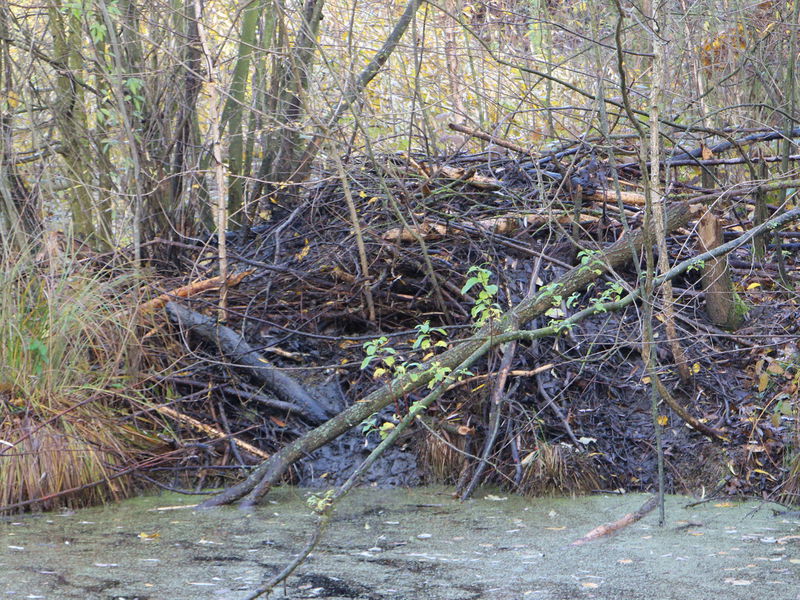 Datei:SG ST Bieberburg .jpg