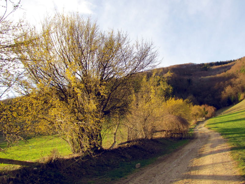 Datei:Dirndlzeiler 3.jpg