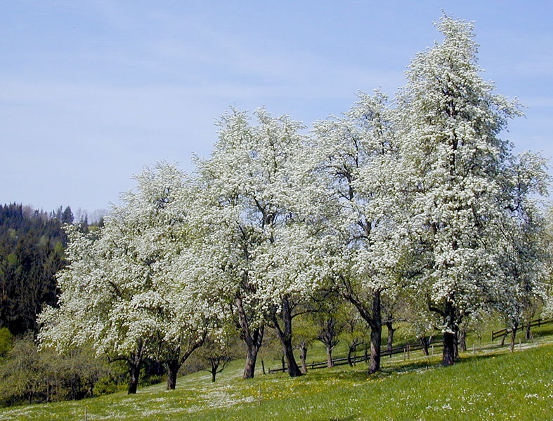 Datei:Birnbäumezeiler Blüte ff 02.jpg