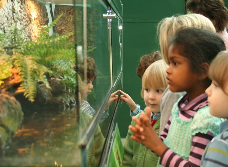 Datei:NÖ-Landensmuseum - Terrarien .jpg