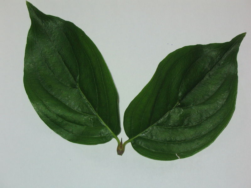 Datei:Dinrdlblatt 2.JPG