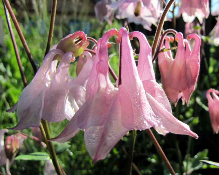 Datei:SG - rosa Akelei.jpg