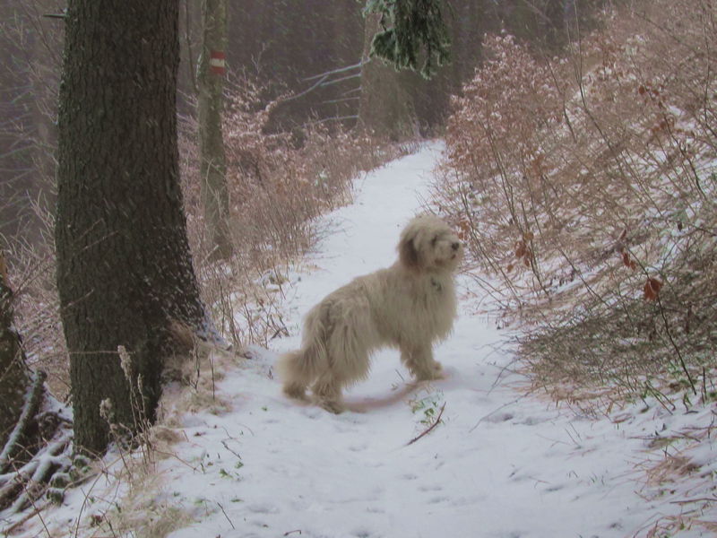 Datei:EST Paula Waldweg.jpg