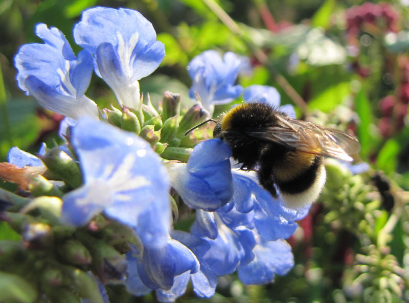 Datei:SG Hummel Pfeffersalbei.jpg