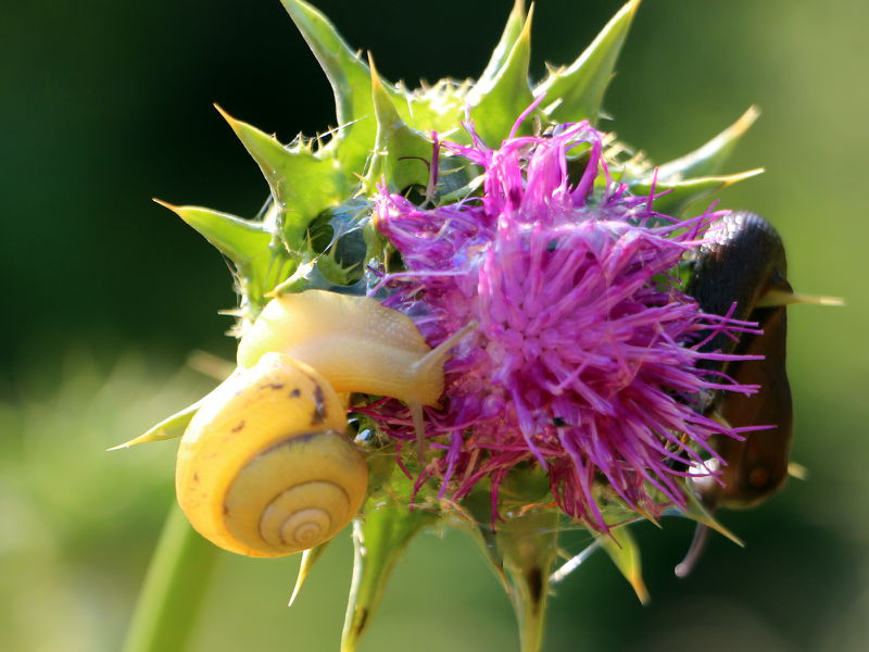 Datei:SG Schnecken auf Mariendistelblüte.jpg