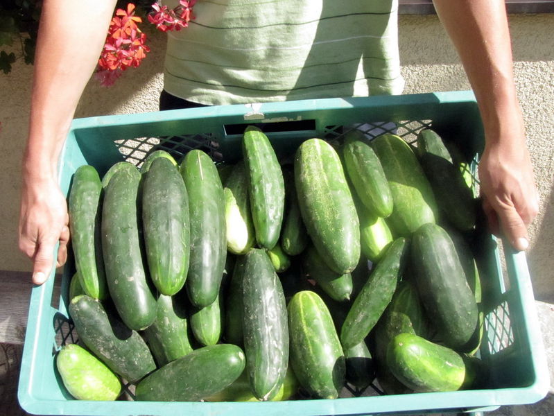 Datei:SG Gurkenernte2013.jpg