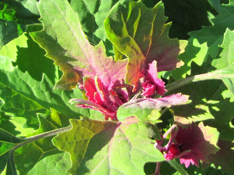 Datei:SG Magentamelde-Detail.jpg