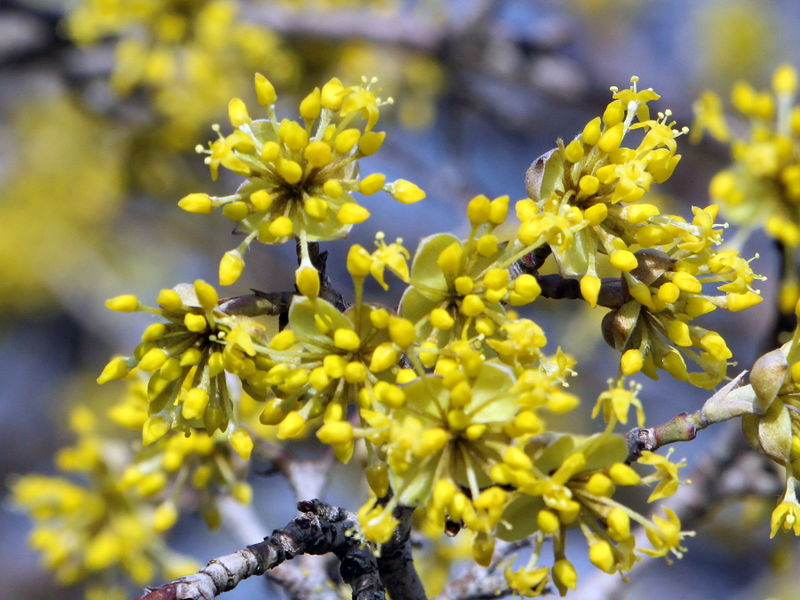 Datei:Aufblühende Dirndlblüten.JPG