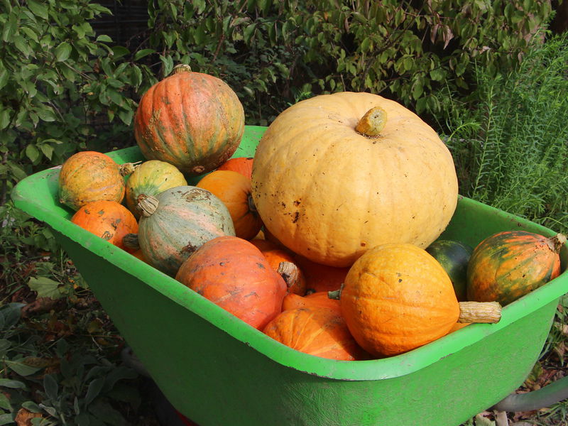 Datei:SG Kürbisernte2.jpg