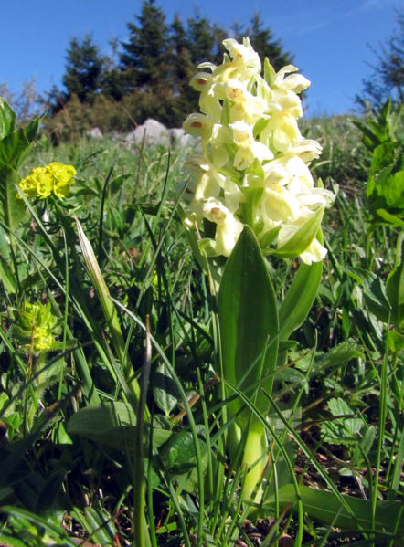 Datei:EST gelbes Knabenkraut.jpg