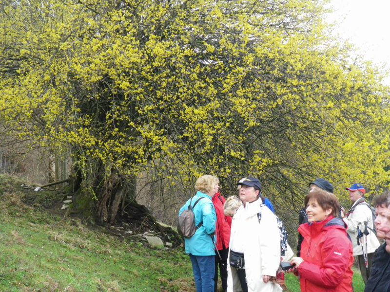 Datei:Dirndlwanderung Niederer2010.jpg