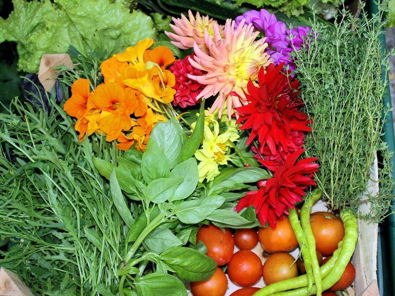 Datei:SG Ernte-Scheibtruhe August 2014.jpg