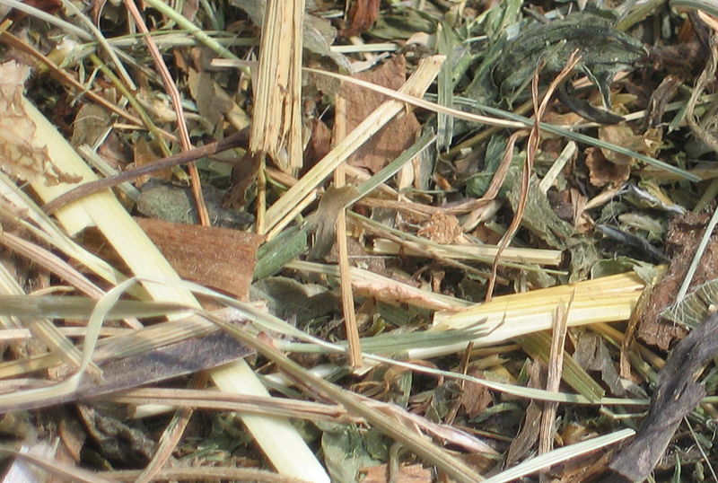 Datei:KLG Heublumensaat.jpg