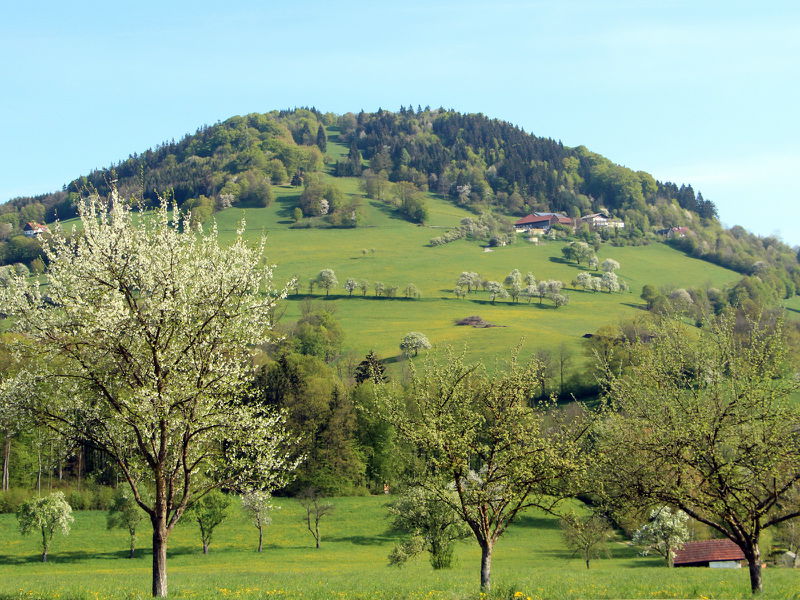 Datei:KL Fronberg Blüte Frühling.JPG