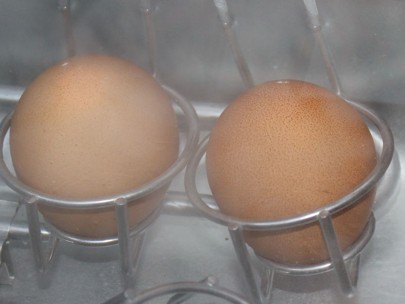 Datei:Eier im Kocher.jpg