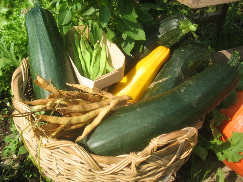 Datei:SG Ernte Zucchini.jpg