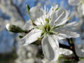 SG Prunusblüte.jpg