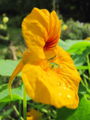 SG Kapuzinerkresseblüte h.jpg