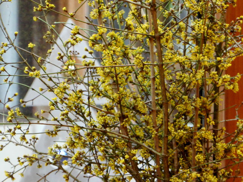 Datei:SH Dirndlbarbarazweige.JPG