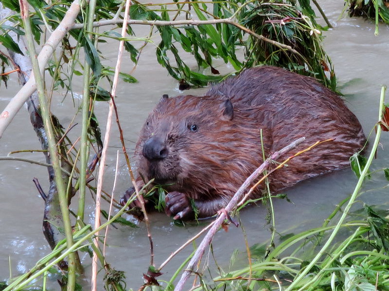 Datei:Biber bei Weide.JPG