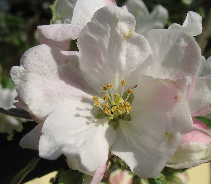 Datei:BIrnbaumblüte einzeln.jpg