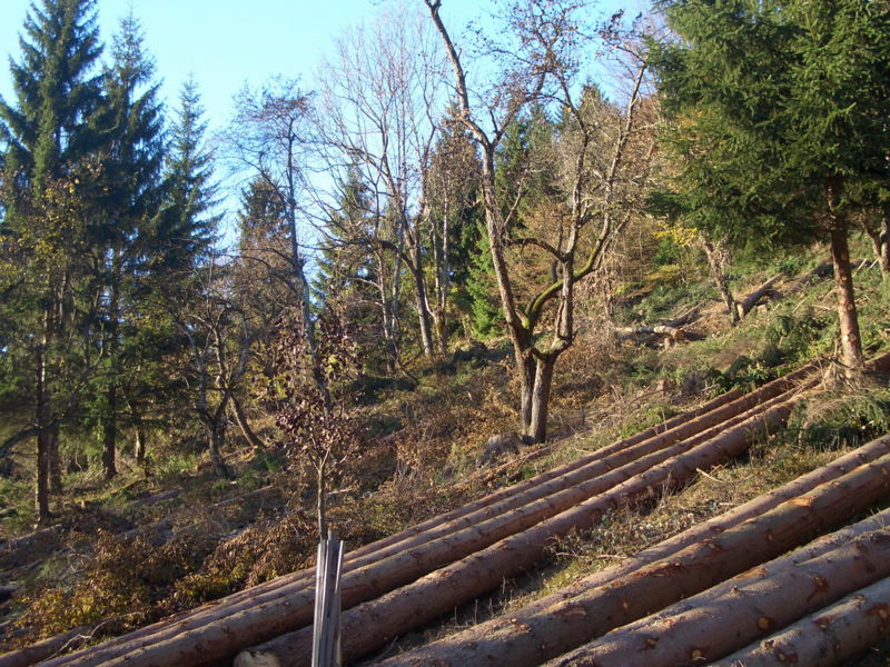 Datei:KL Freistellen Obstbäume SD.jpg