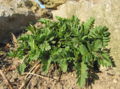 SG Baldrian März.jpg