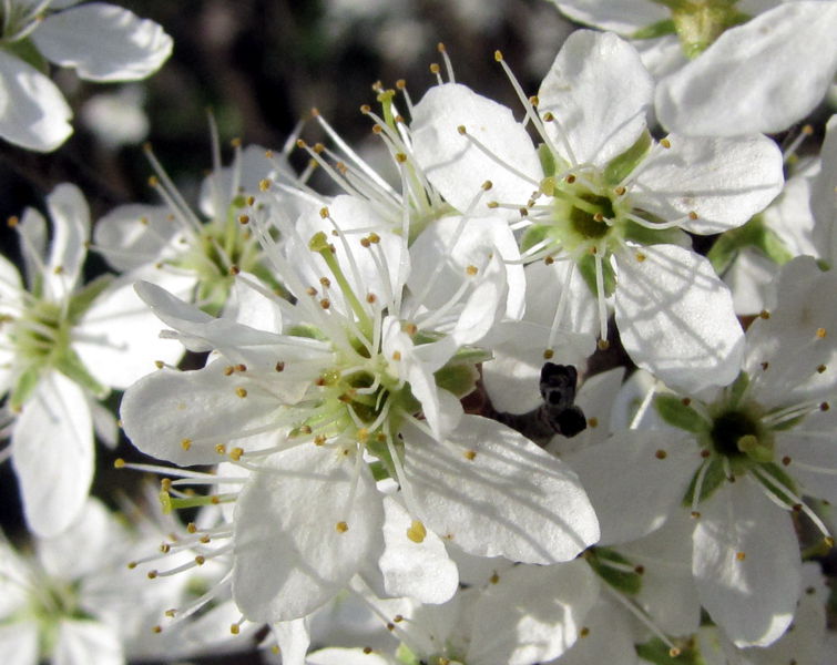 Datei:SG Schlehenblüte2.jpg