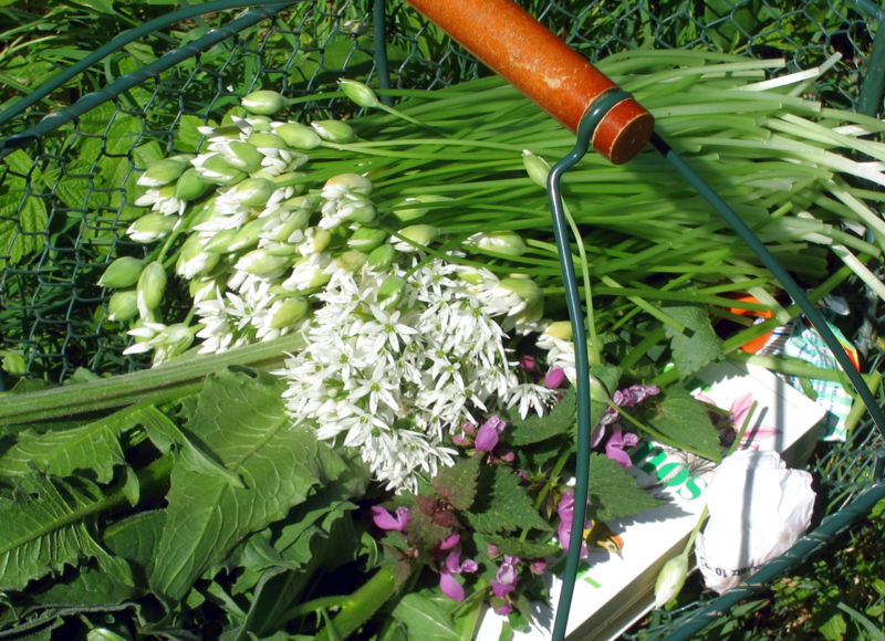 Datei:Wildkräuterkörberl.jpg