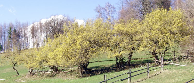 Datei:Dirndlzeiler 2013 PlambachNP.jpg