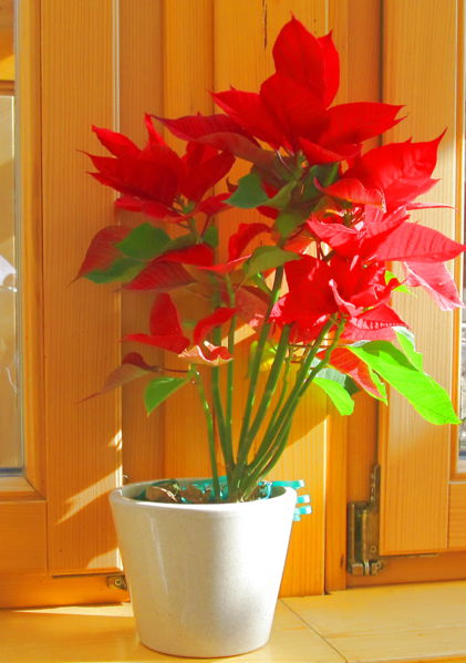 Datei:SH-Weihnachtsstern Fenster.jpg