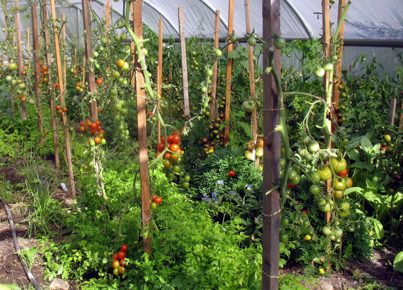 Datei:SG Folientunnel Paradeiser.jpg