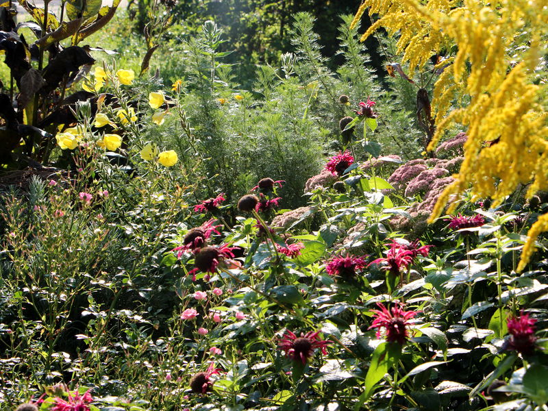 Datei:SG NG Blütenvielfalt Sept.JPG