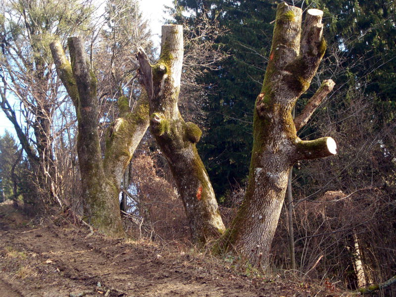 Datei:Eschenschoatbäume Exkursionweg.jpg