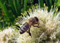 SG Biene-Alliumblüte.jpg