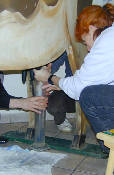 Datei:Alte Zenzi melken.jpg