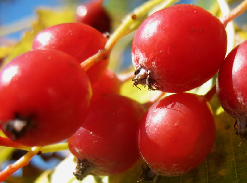 Datei:Mehlbeeren7.jpg