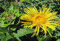 SG Alantblüte.jpg