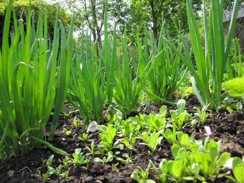 Datei:SG Winterhecke Frühj.jpg